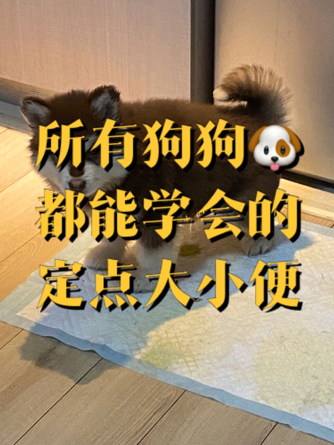 怎么训练狗狗大小便图片