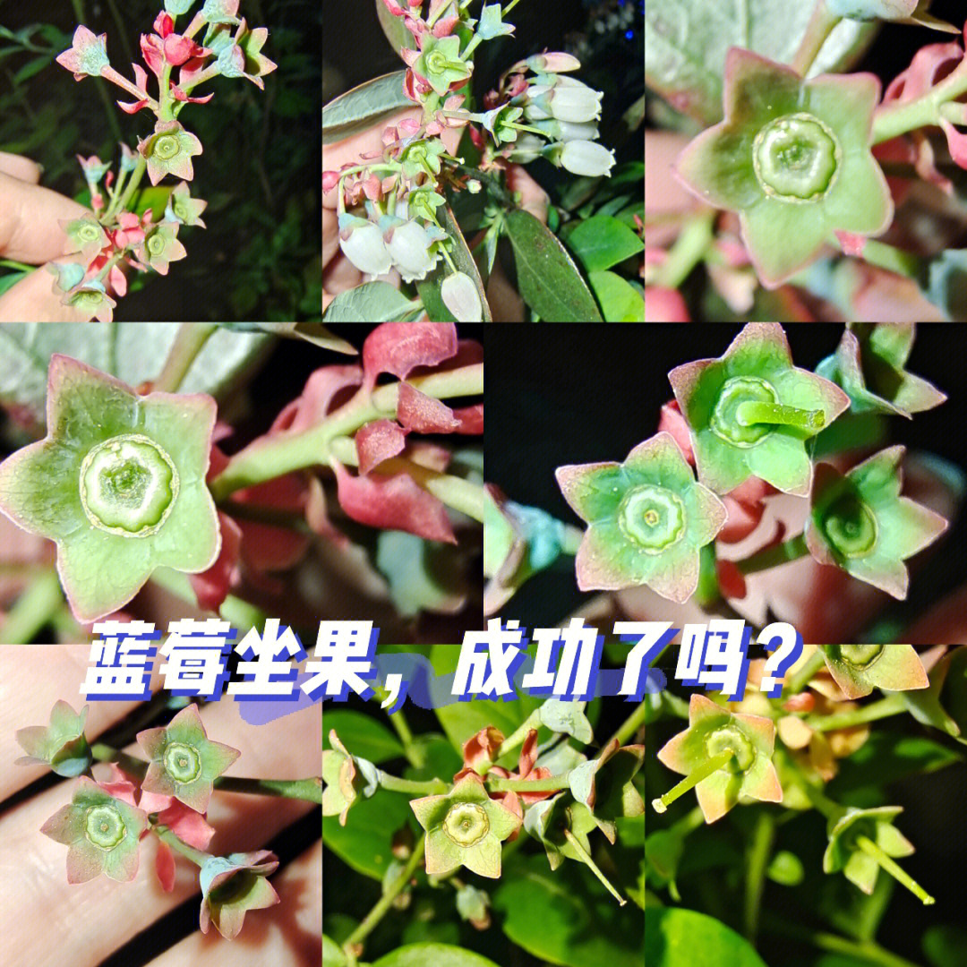 蓝莓授粉成功的样子图片