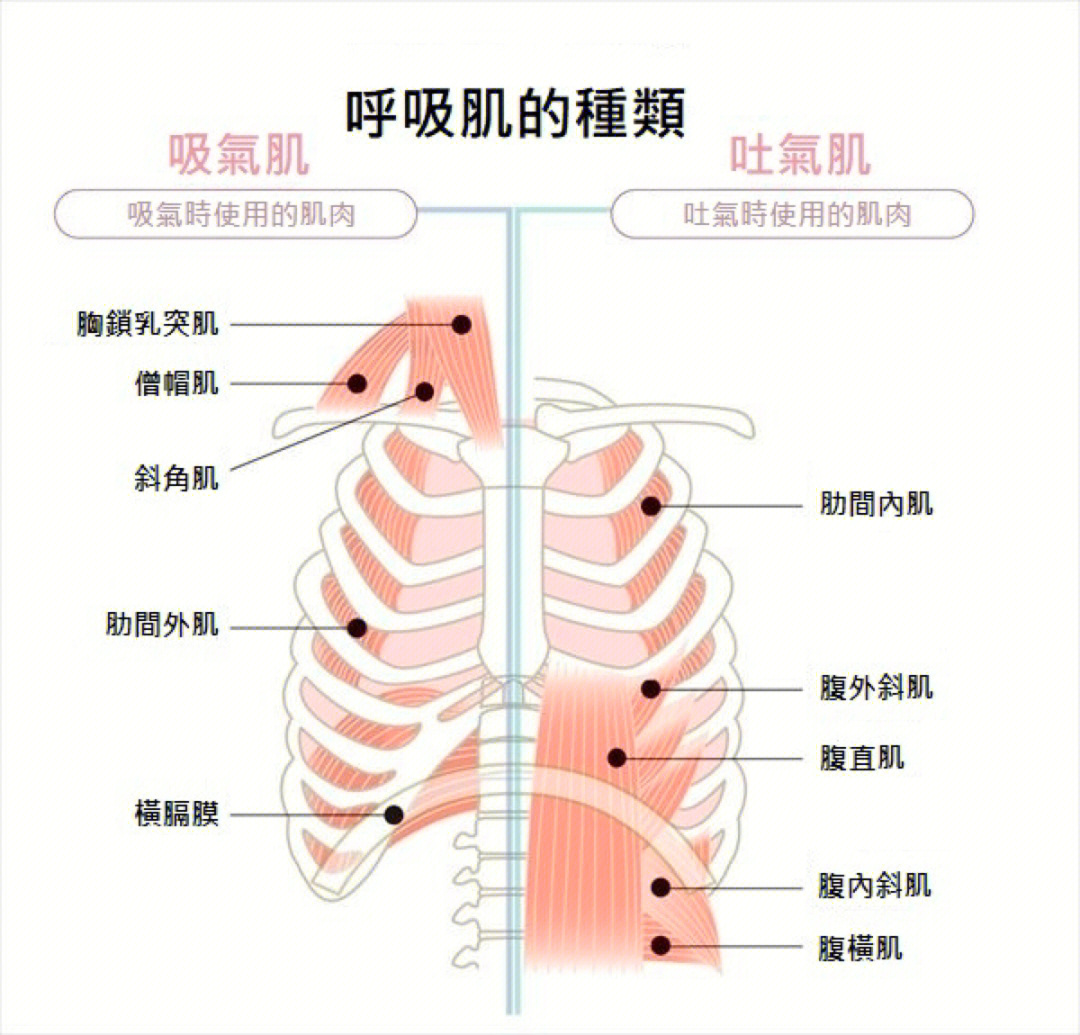 式呼吸可以让呼吸更饱满更深沉,健身教练也会告诉你膈肌(横膈膜)的