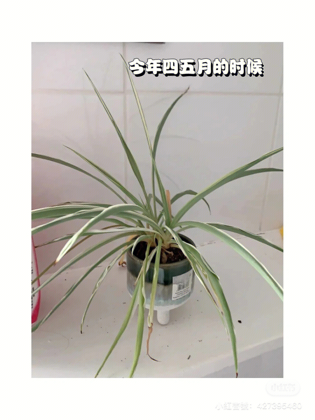 植物记录卡图片吊兰图片