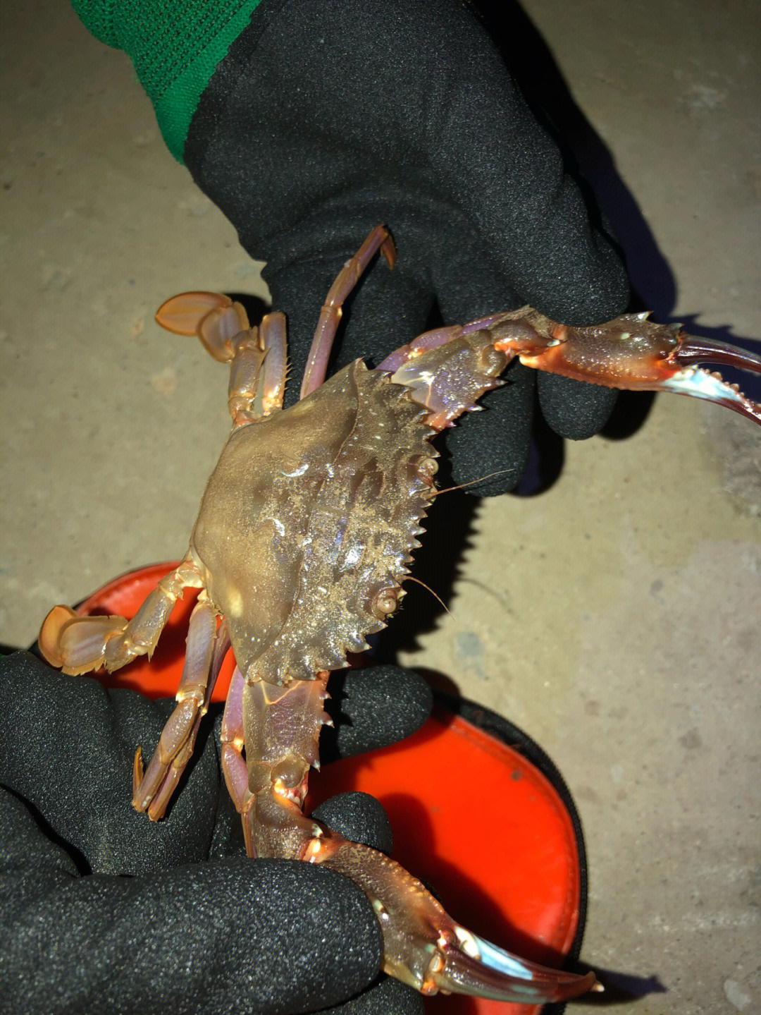 渤海海蟹品种大全图图片