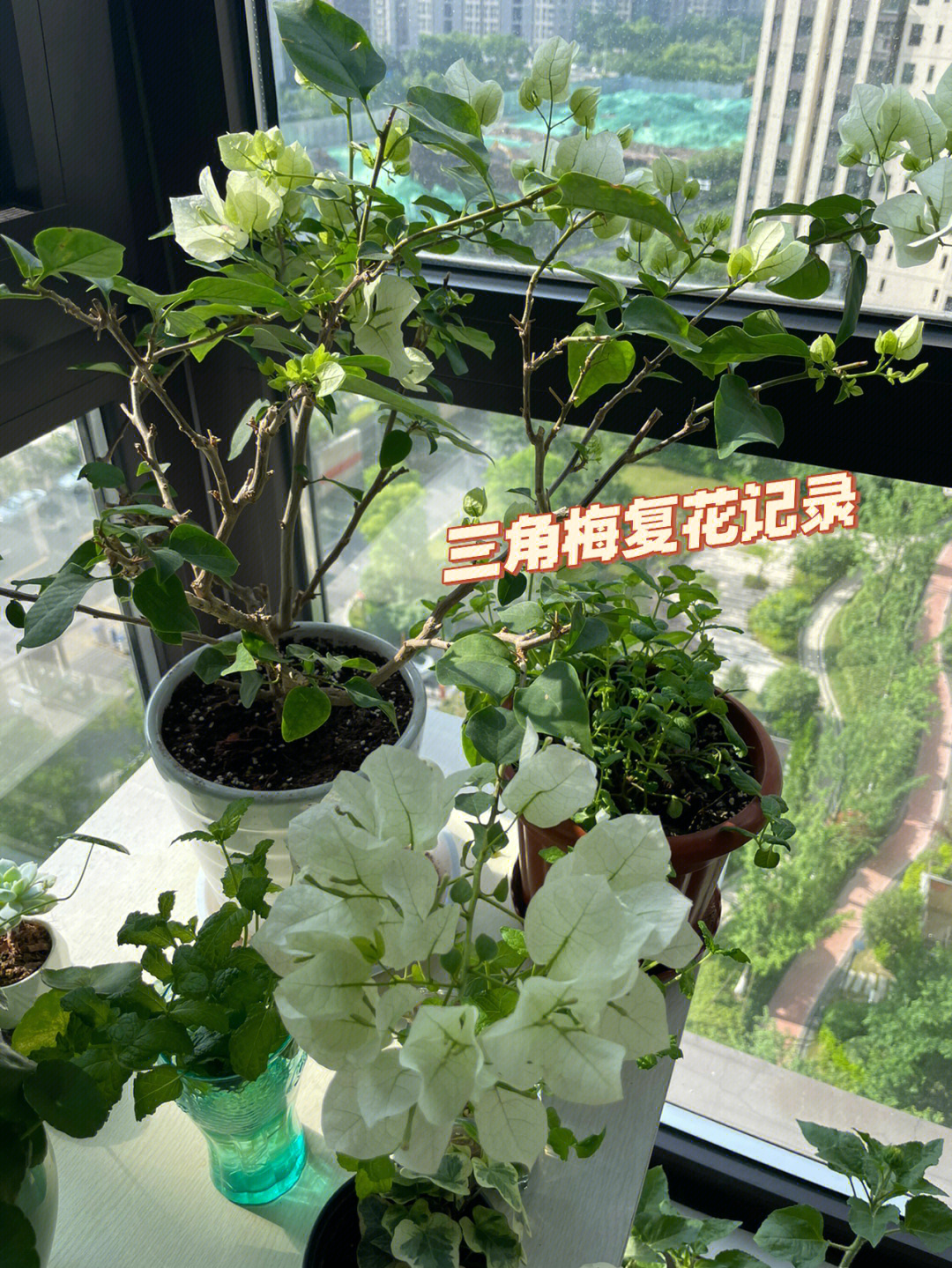 植物记录卡三角梅图片