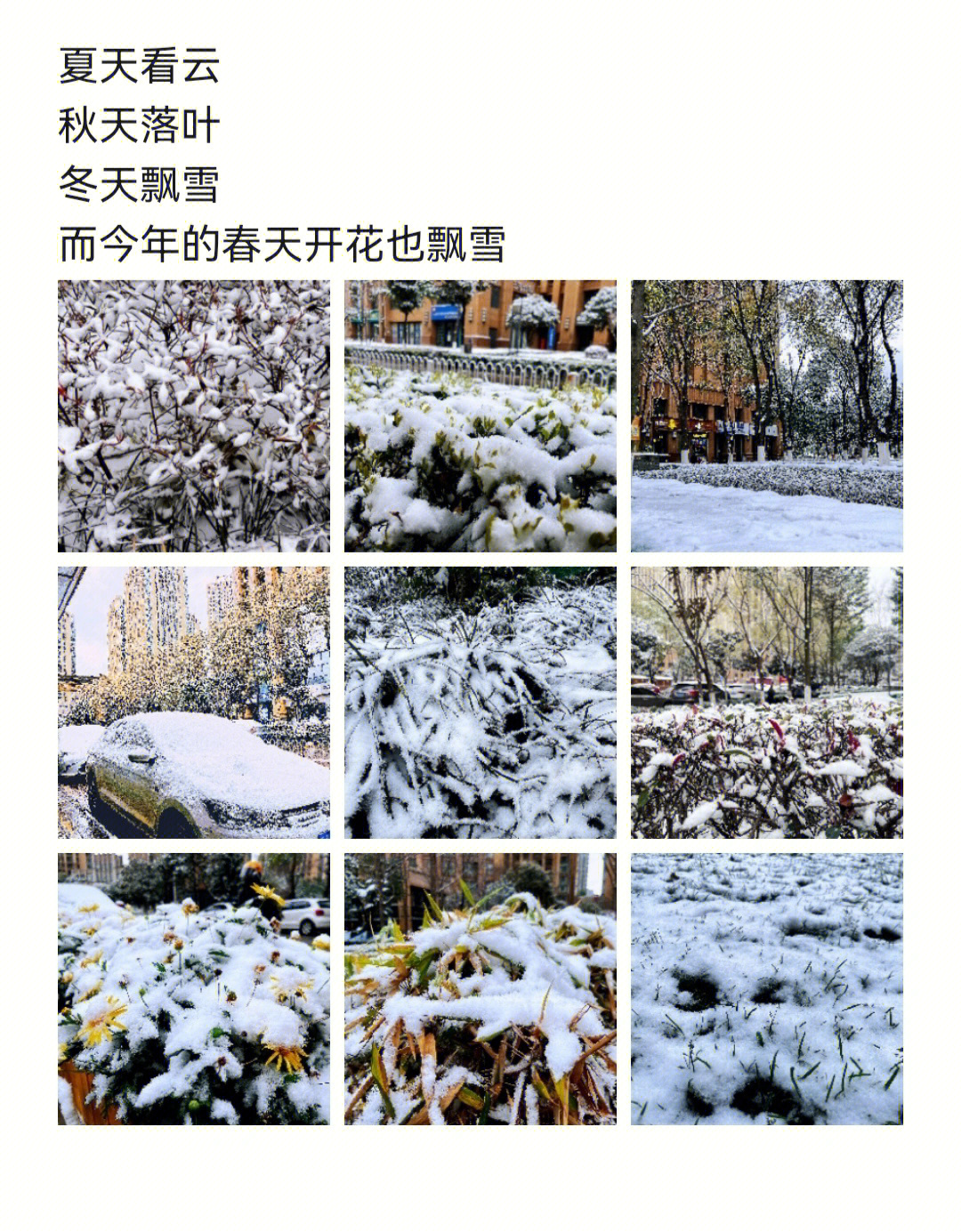 今年春天开花也飘雪76下雪天浪漫文案