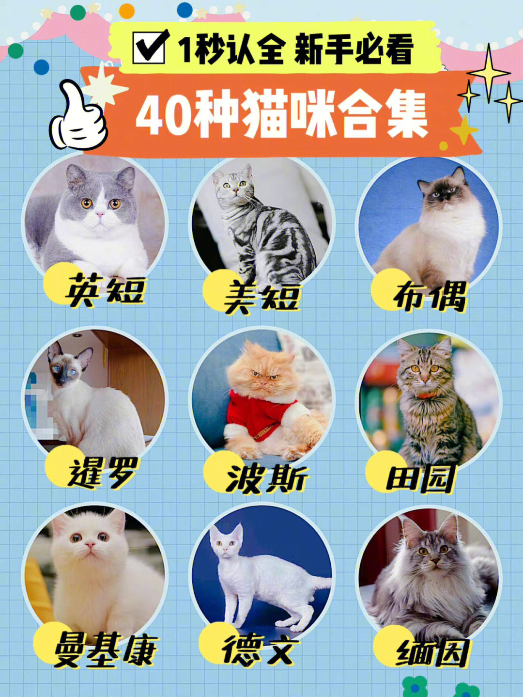 40种猫咪合集