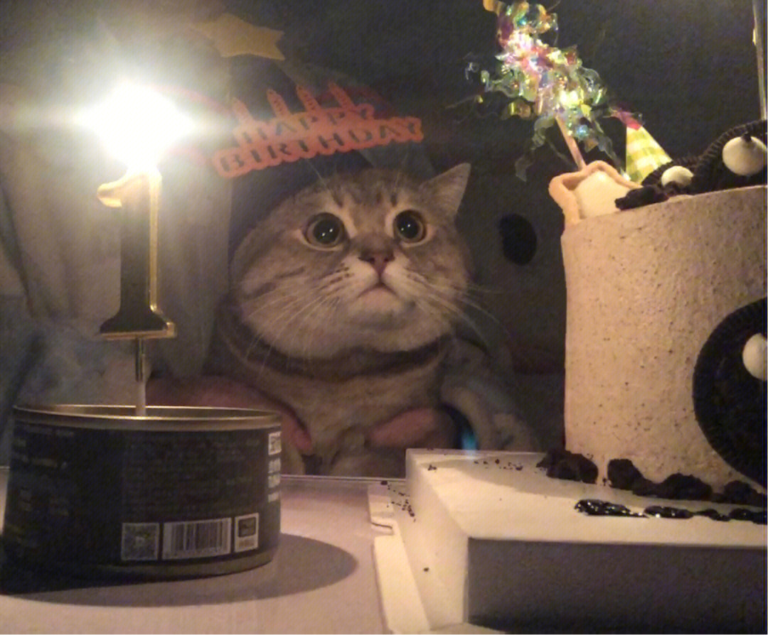 猫猫过生日表情包图片