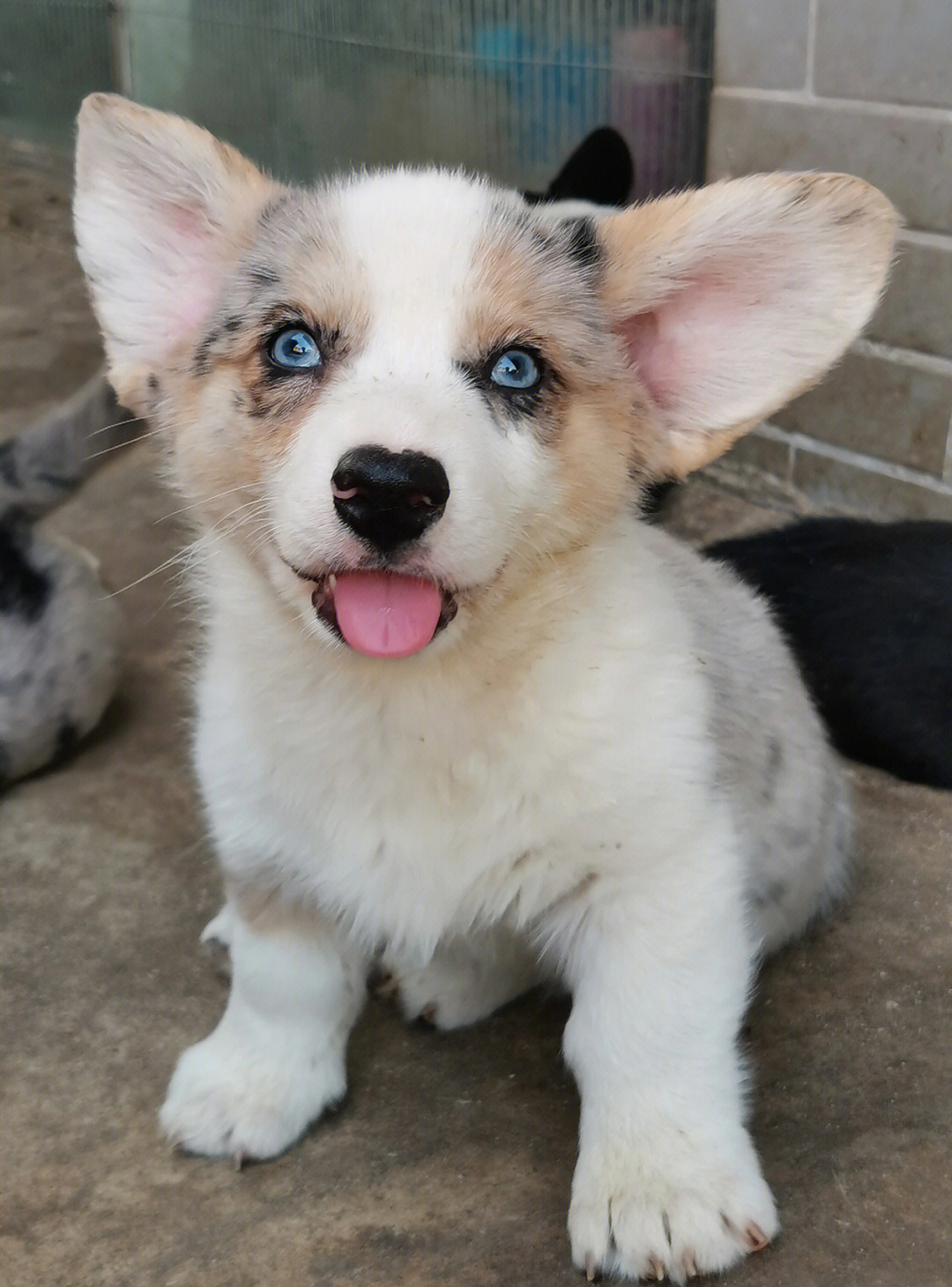 出售卡迪根柯基犬