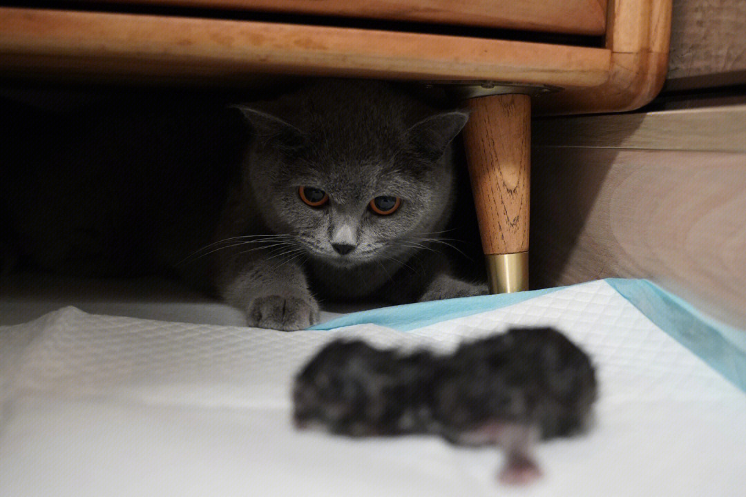 刚出生的长毛猫照片图片