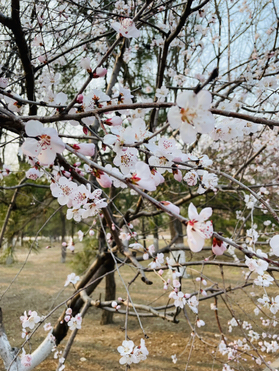 奥森的桃花已经开了