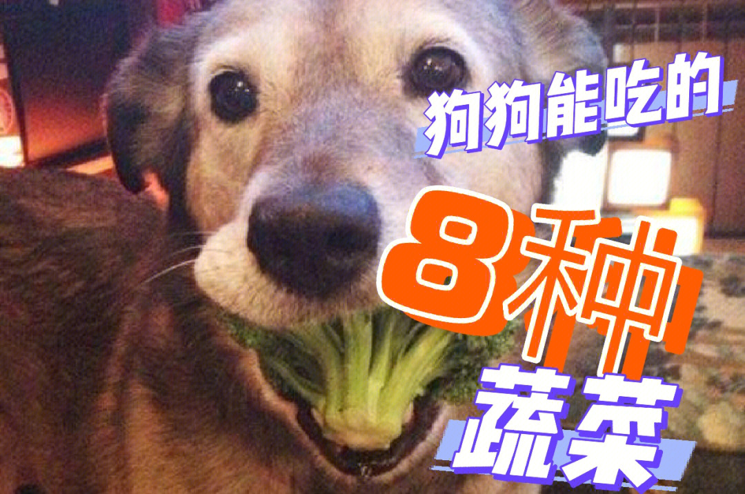 盘点狗狗能吃的8种蔬菜建议关注收藏