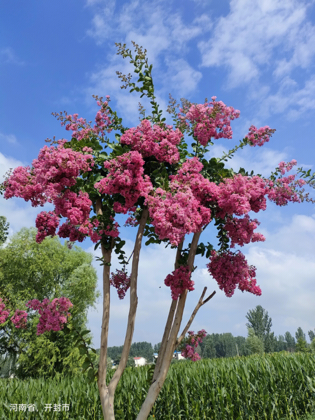 花树名字图片大全大图图片