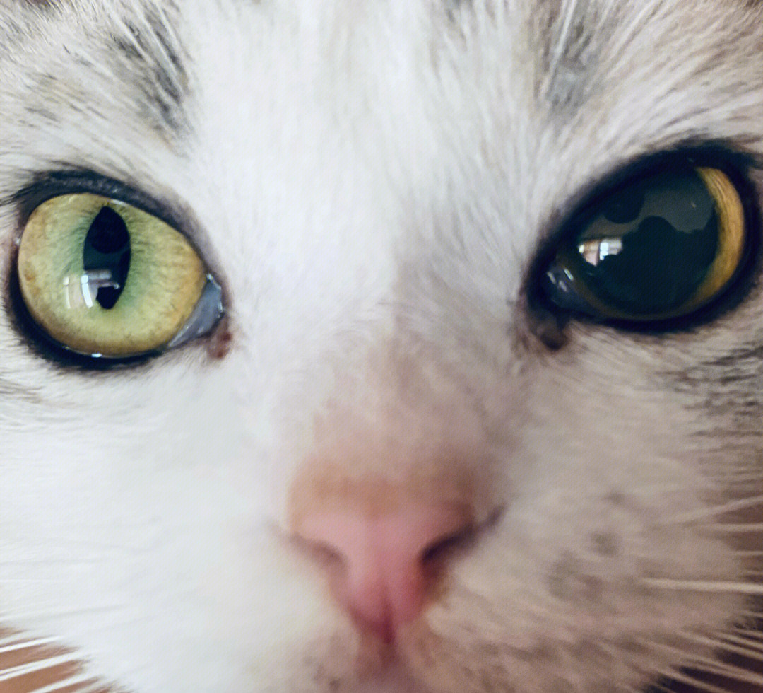 猫咪瞳孔扩散典型图片图片