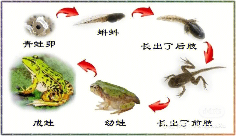 小蝌蚪的进化过程图片