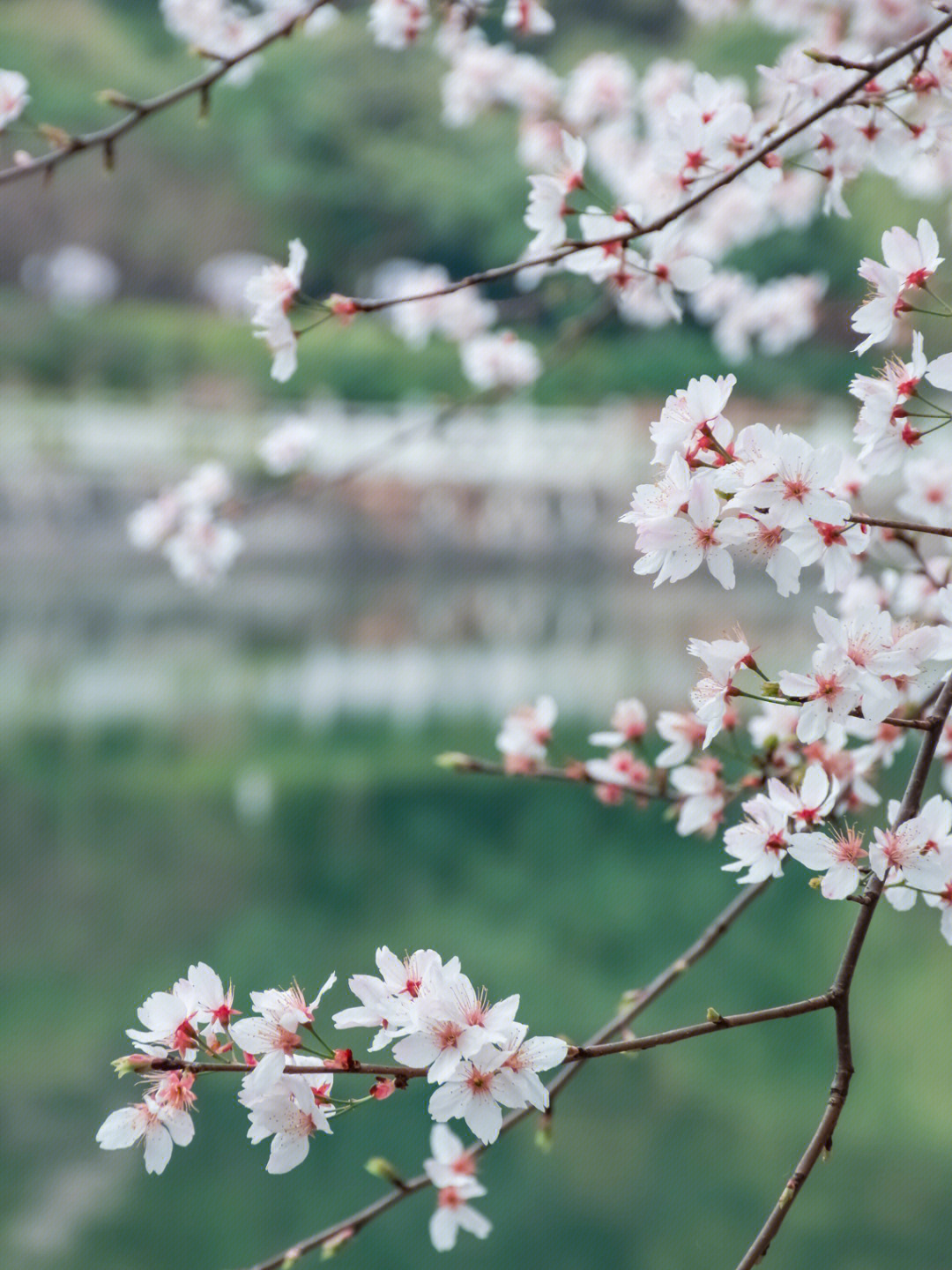 长沙望月湖公园图片