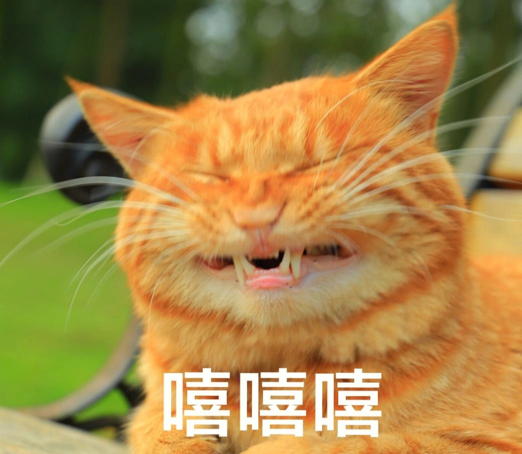 橘猫姜丝鸭图片