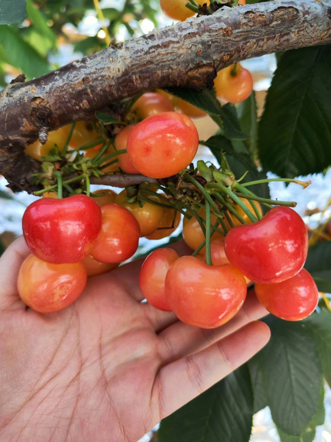 樱桃美国大红品种图图片