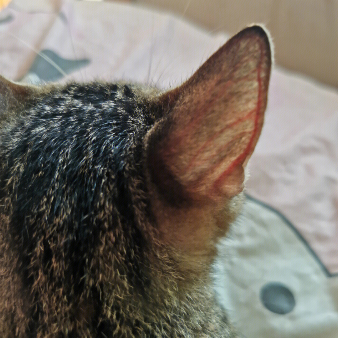猫咪耳朵的血管很明显要紧吗