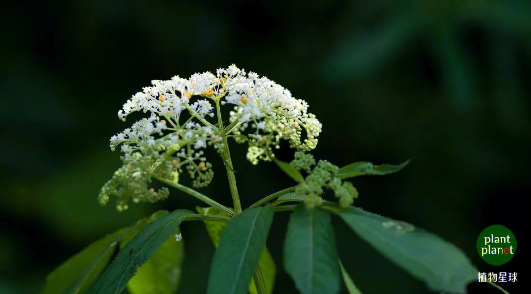 接骨草的杯型不孕花