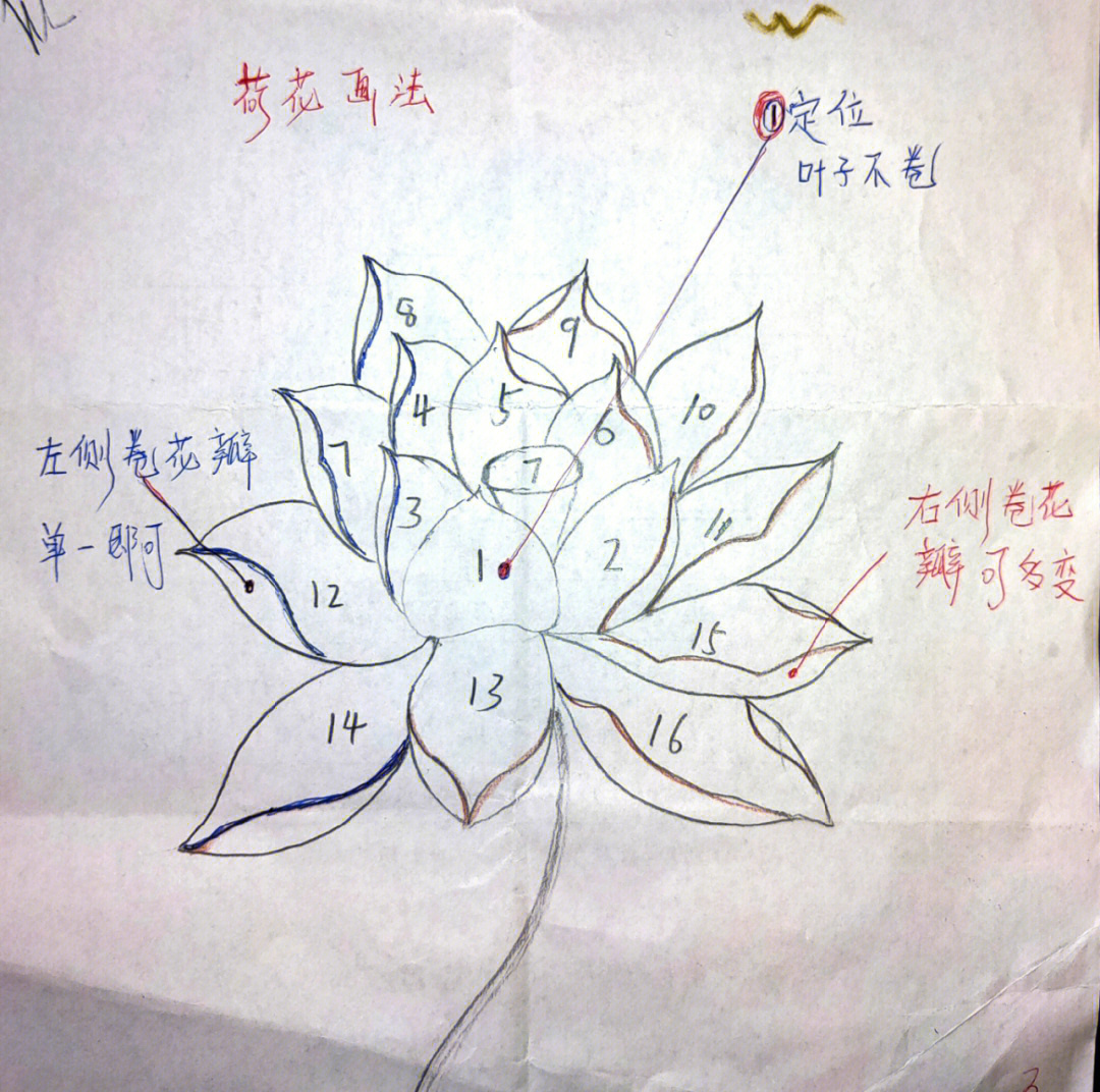 详细分解荷花的画法插图顺序就画法教程