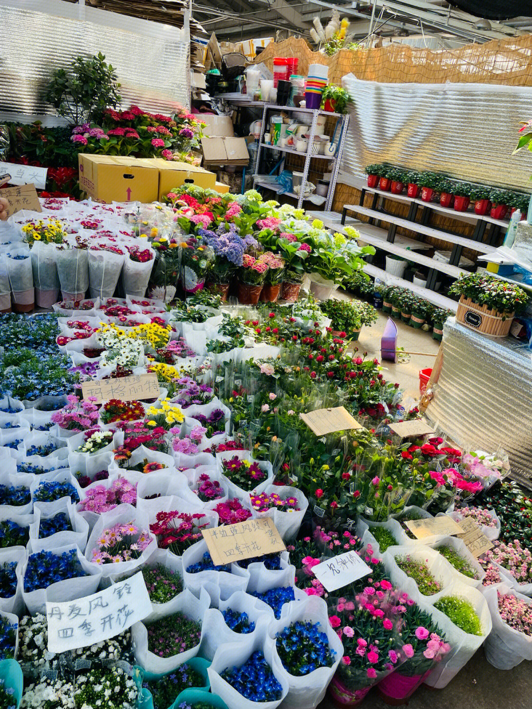 朝阳区花卉市场图片