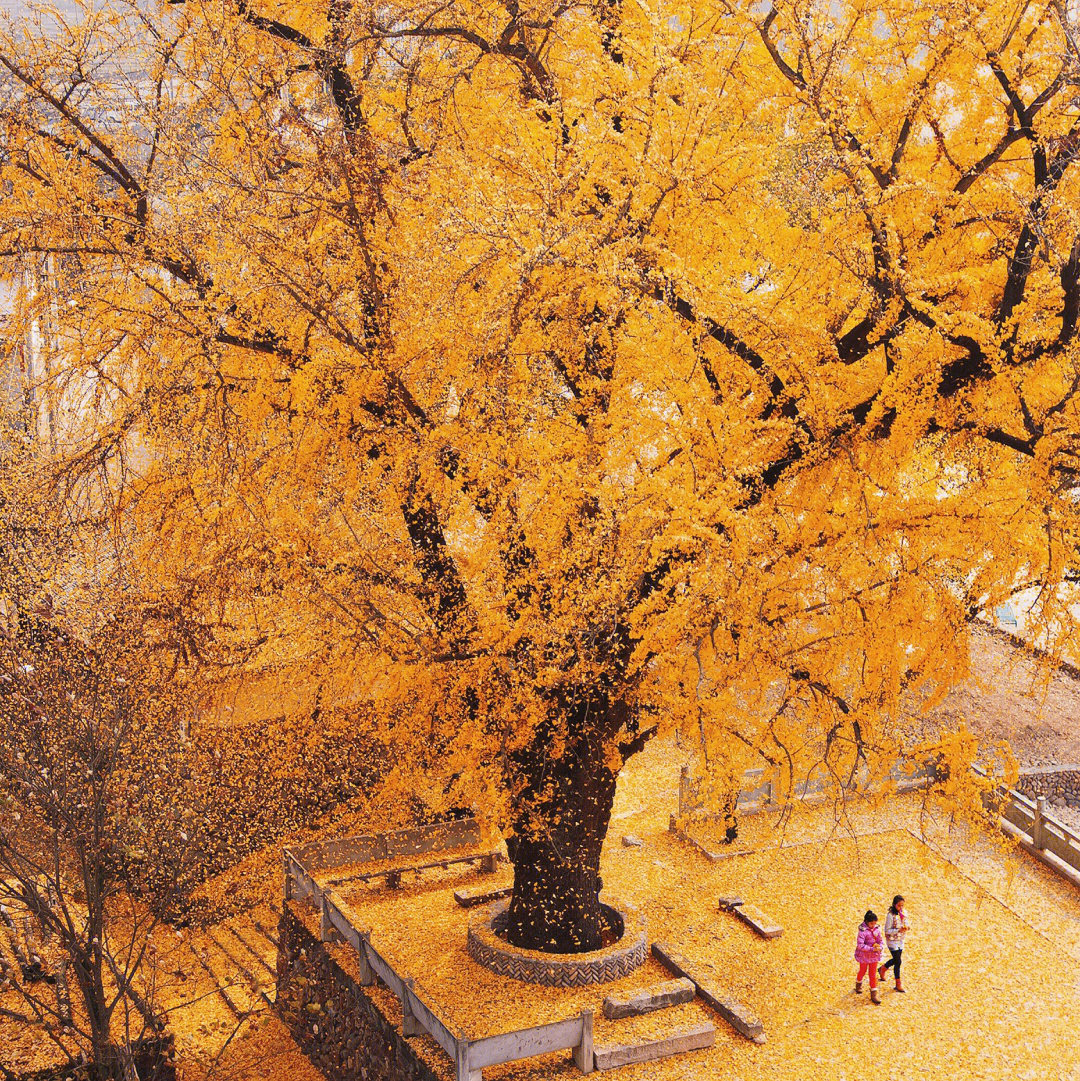 [彩虹r]永嘉县大若岩镇的银泉村,近年因叶落成毯的百年银杏树一直声名