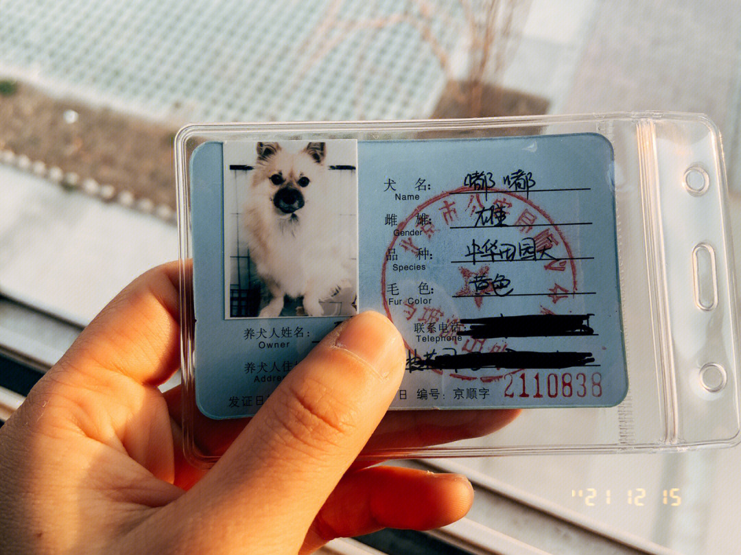 北京顺义狗证