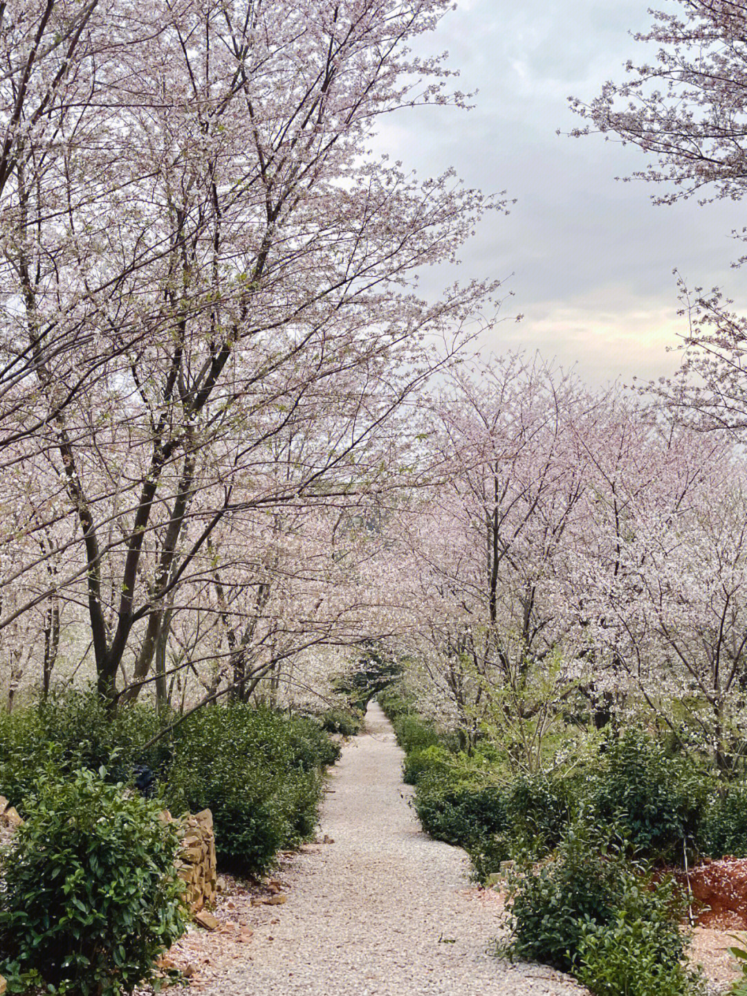 珠海斗门南澳村樱花图片