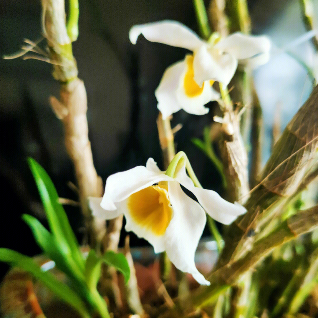 盆栽的短条晶冒就长高芽,仅有三朵花的花瓣却是乳白色,难道这是素色晶