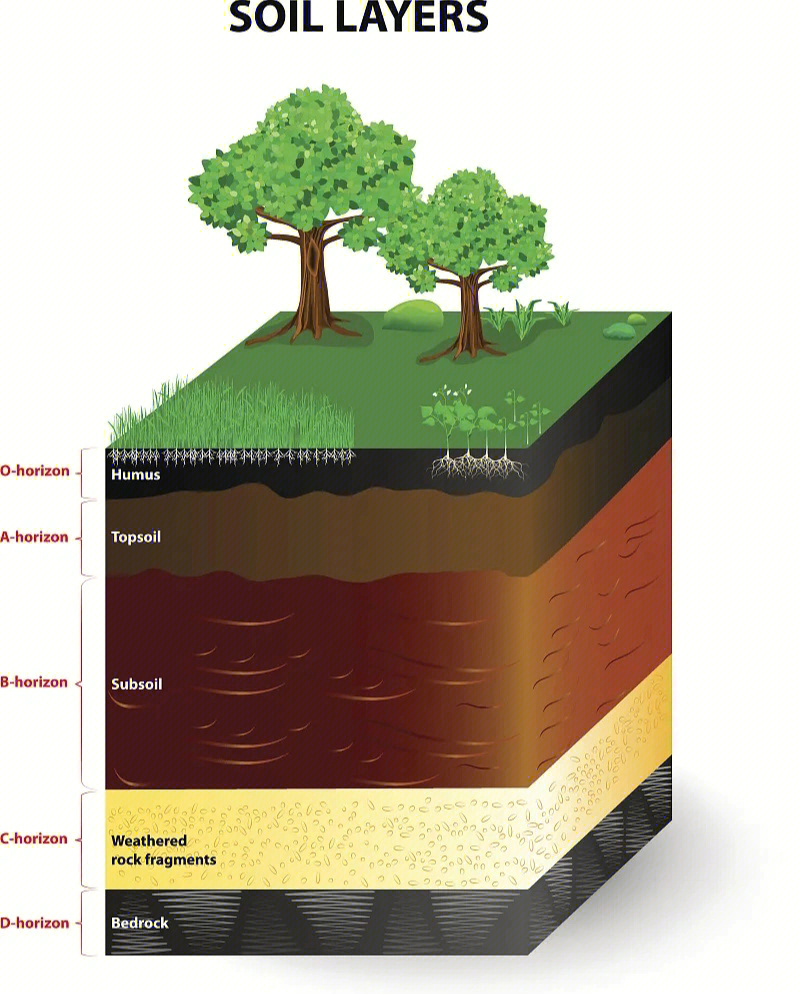 土壤的结构分层以及形成过程