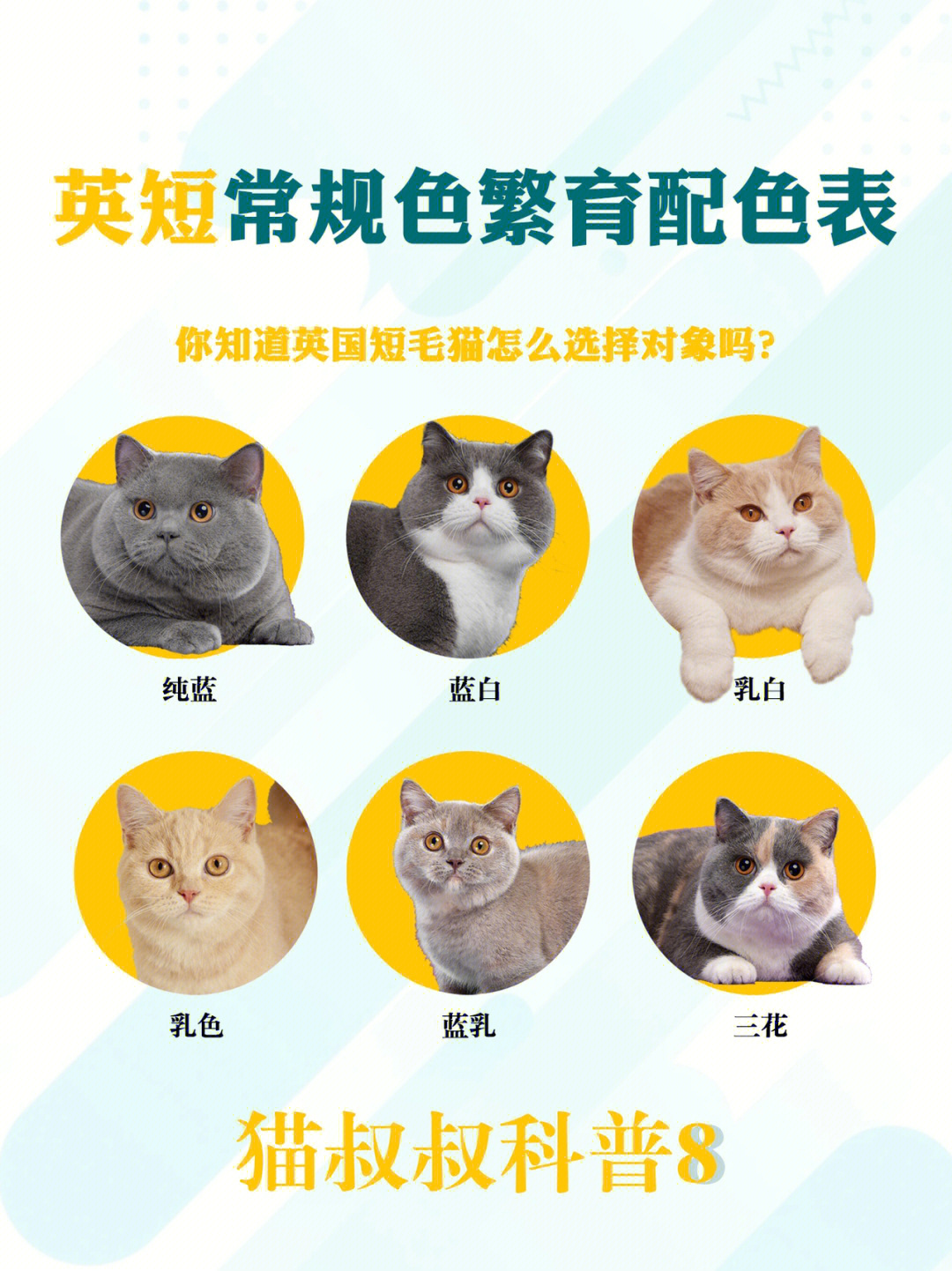 蓝猫配种配色表图片