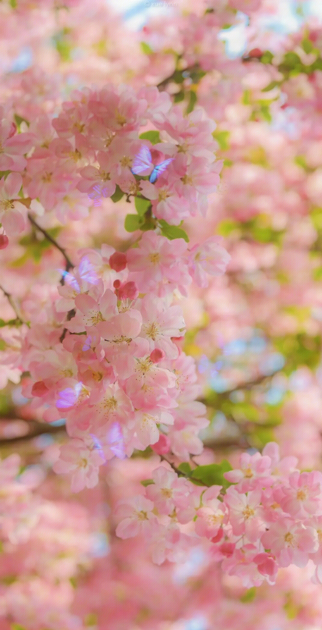 虎年招桃花壁纸图片