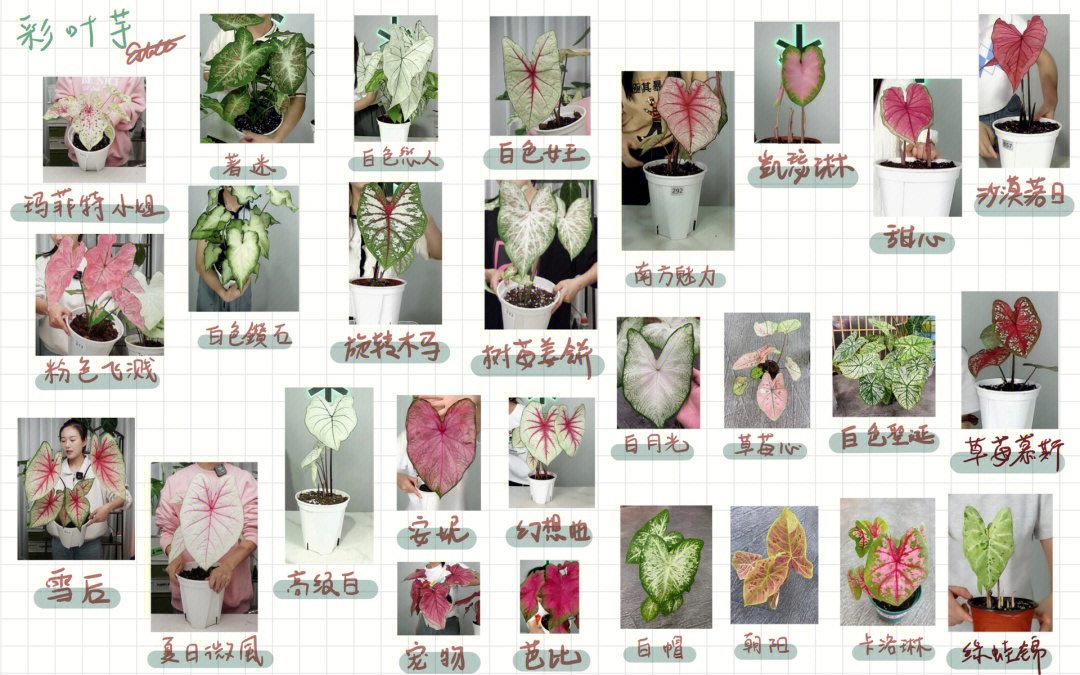 彩叶芋图片及种植方法图片