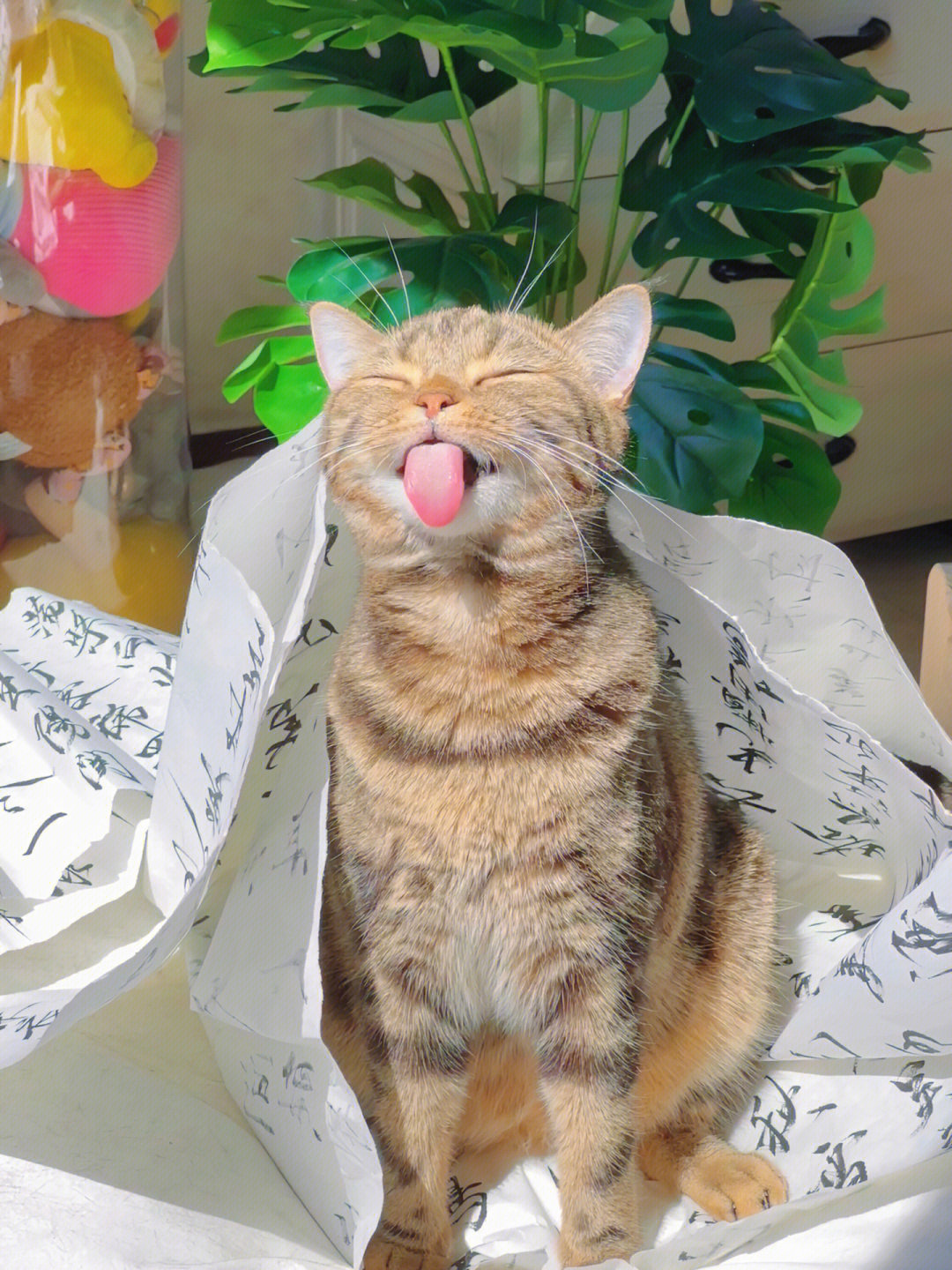 猫咪日常#我家宠物好可爱#我的猫
