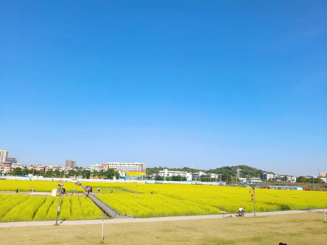 东莞油菜花景点图片