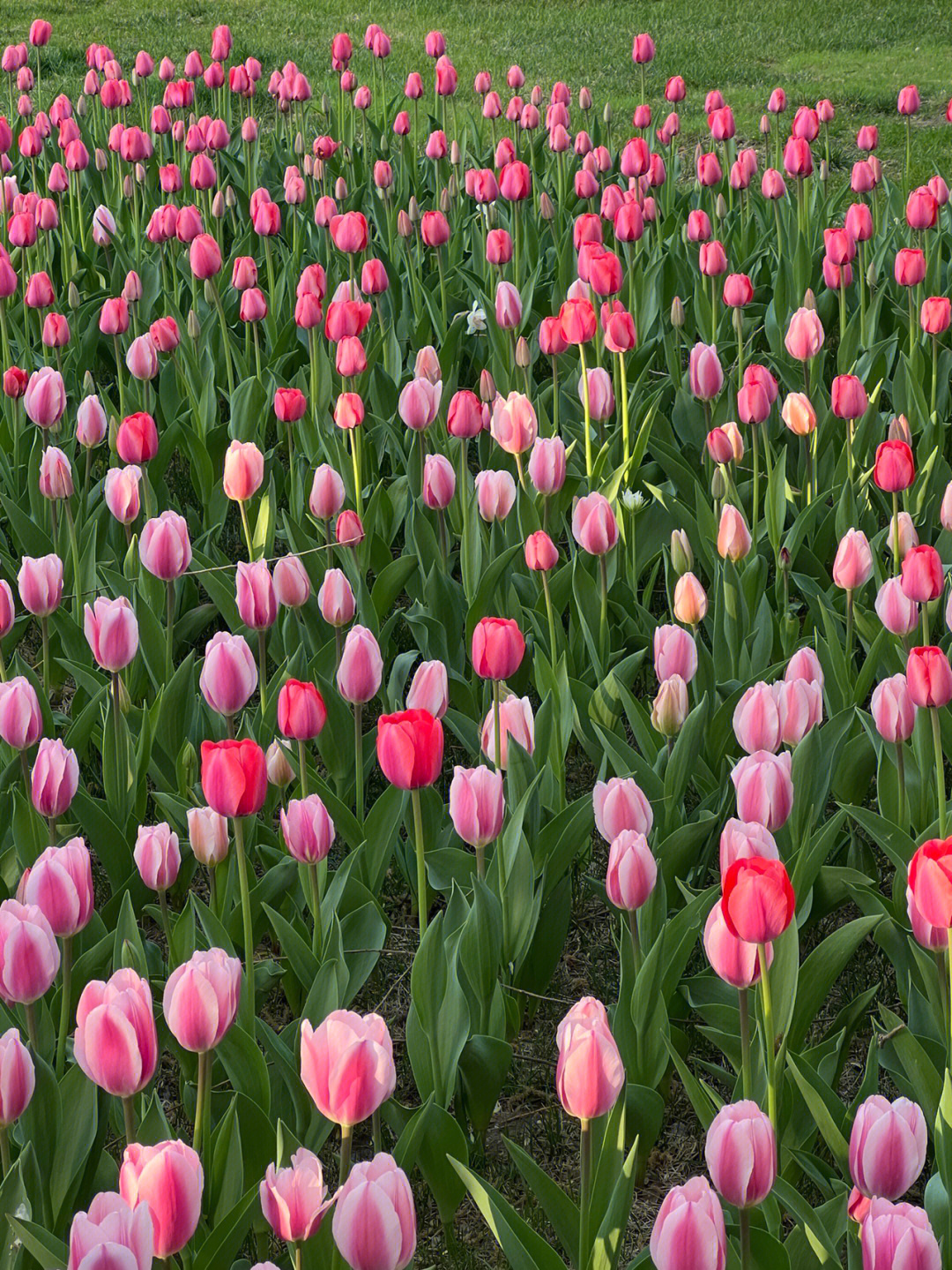 郁金香花海