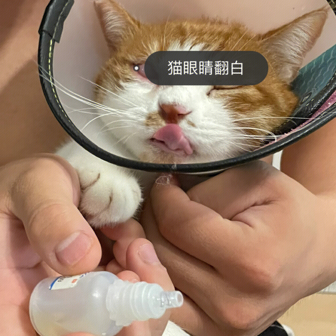 猫咪结膜炎怎么治疗图片