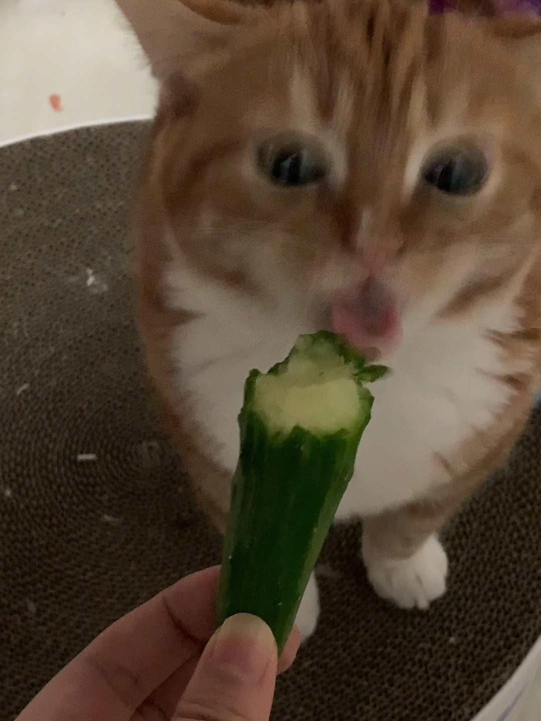 我的猫吃小黄瓜有声音