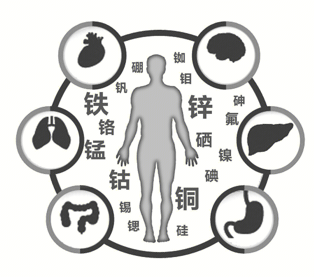 人体微量元素高中生物图片