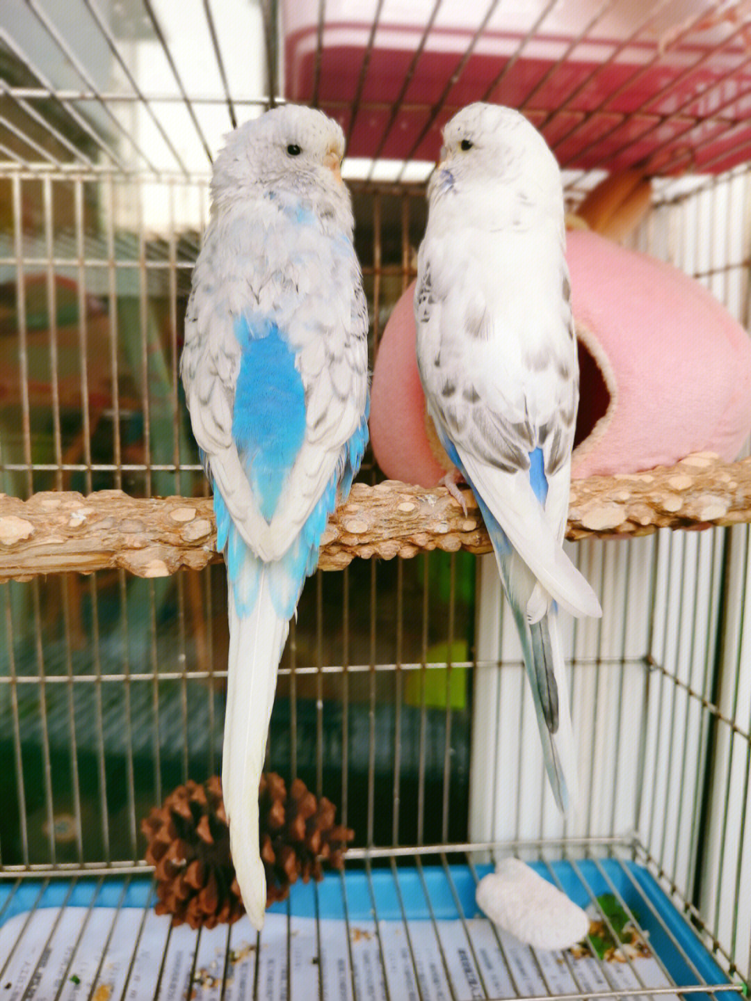 白蓝相间的鹦鹉图片