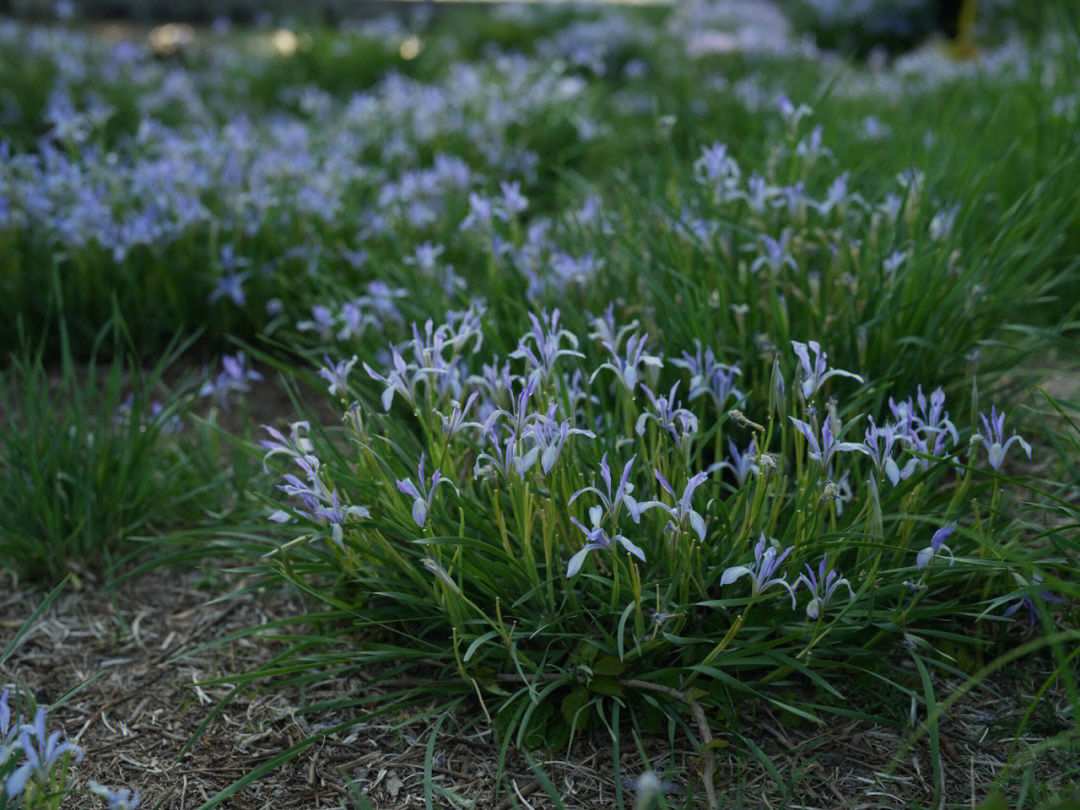 马兰花