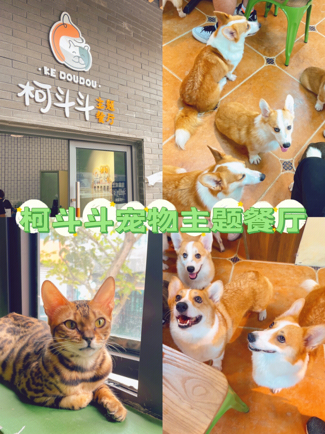 猫狗俱乐部宠物餐厅图片