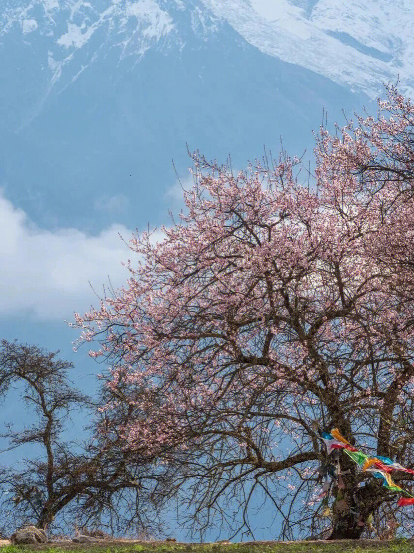 西藏林芝雪山下的桃花