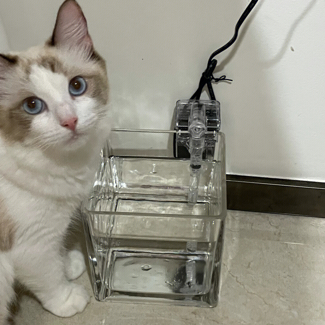 猫咪自制饮水机