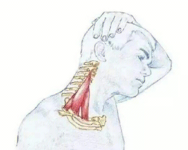对颈部,肩胛带和上肢进行揉捏按摩,预先缓解肌肉紧张2