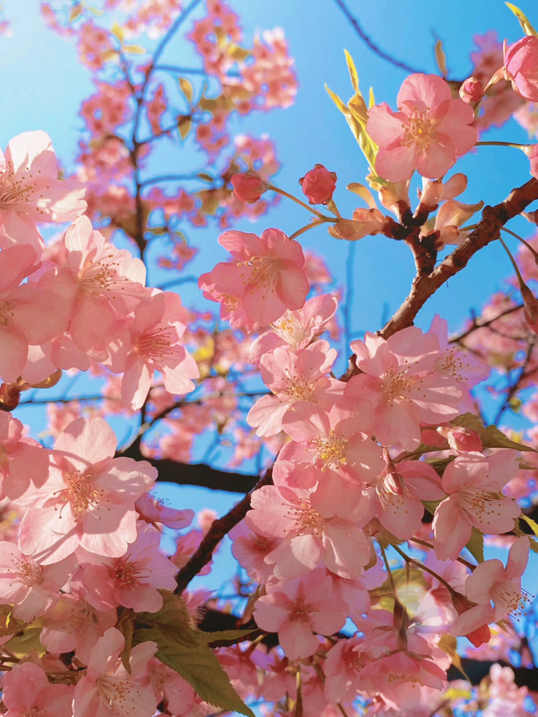 三味线樱花图片