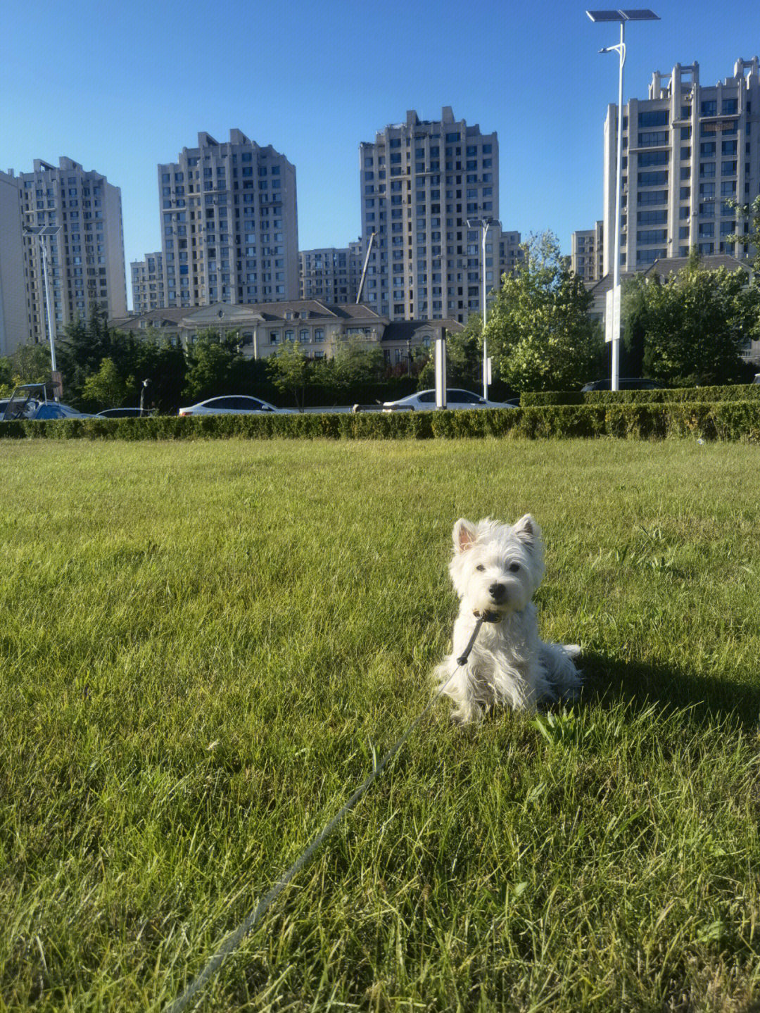 蓝天草地小白狗