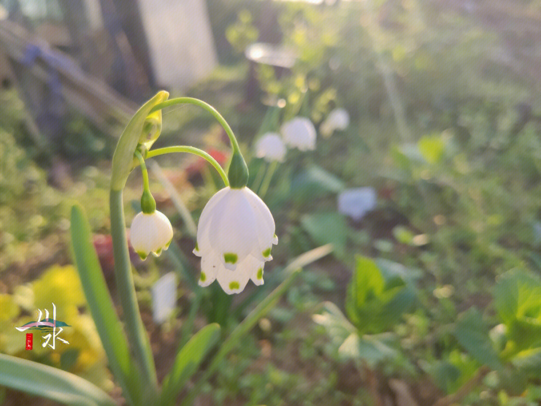 雪片莲