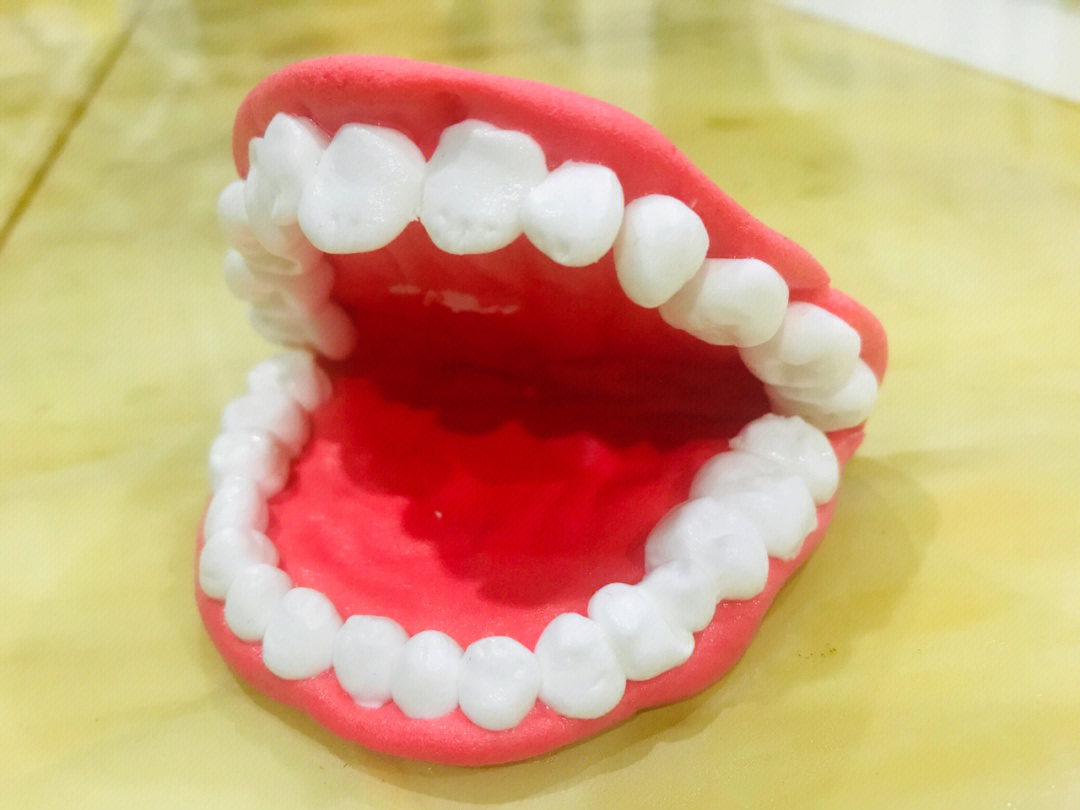 做的牙齿模型