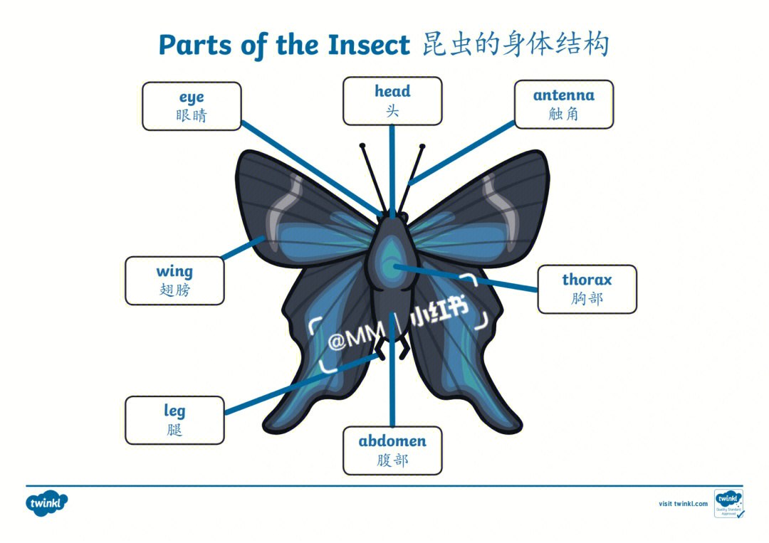早教素材丨昆虫的身体结构可做魔术贴海报