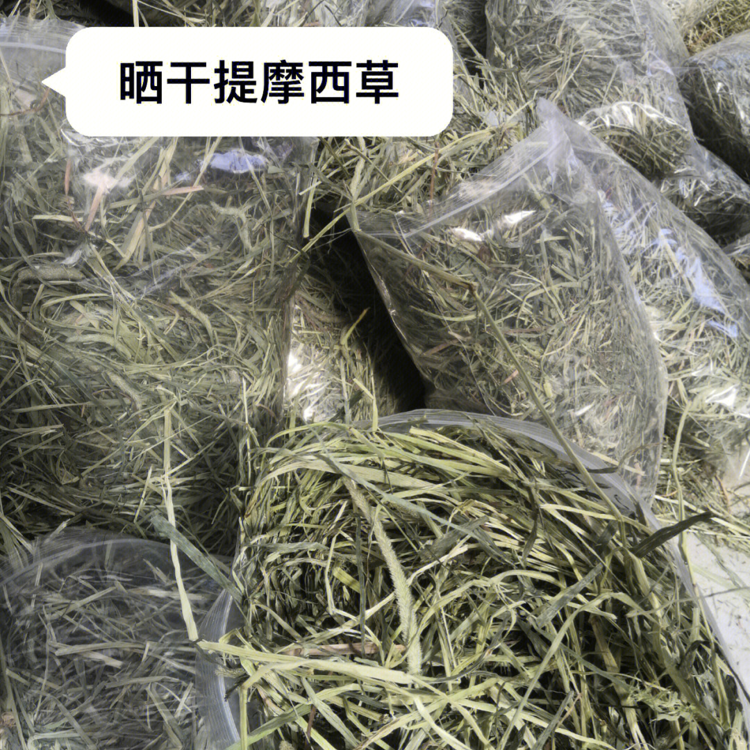 提木西草图图片