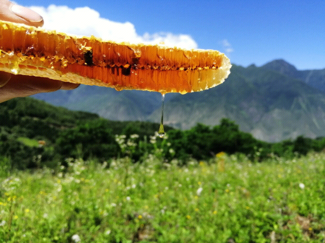 高原野花蜜真假图片